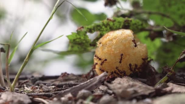 Formiche Che Mangiano Cibo Persone Vista Frontale Primo Piano Estremo — Video Stock