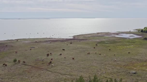 奶牛在海滨放养 — 图库视频影像