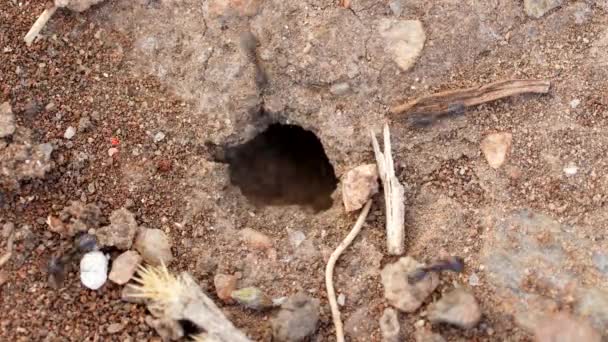 Karınca Kolonisinin Zaman Aşımı — Stok video