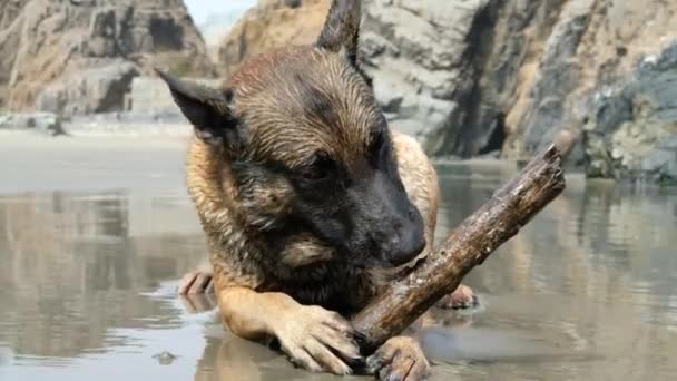Cão Feliz Com Pau Cão Molhado Praia Brincando Com Pau — Vídeo de Stock