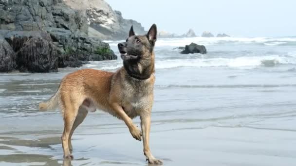 Cão Praia Sheperd Belga Cão Livre Feliz Malinois — Vídeo de Stock