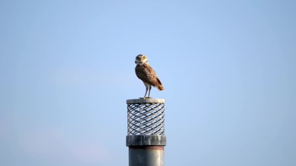 Búho Madriguero Adulto Posado Una Chimenea Observando Sus Alrededores — Vídeos de Stock