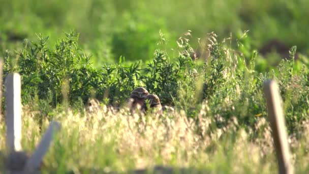 Grävande Uggla Kycklingar Observerar Sin Omgivning Från Sitt — Stockvideo