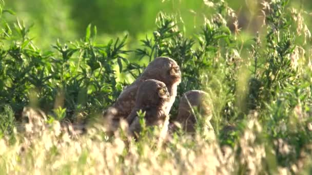 Grävande Uggla Kycklingar Observerar Sin Omgivning Från Sitt — Stockvideo