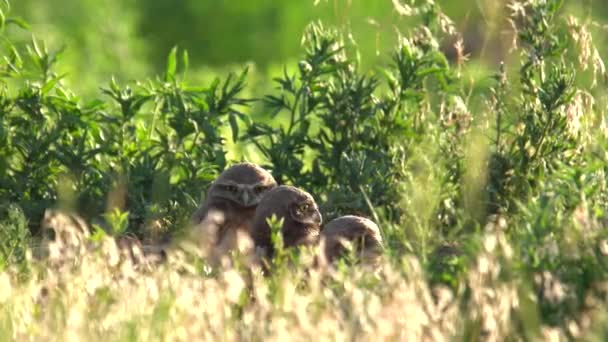 Yuvalarından Etrafı Gözleyen Oyuk Baykuş Yavruları — Stok video