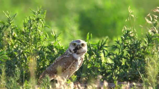 Yuvasından Çevrelerini Gözetleyen Yetişkin Bir Baykuş Yuvası — Stok video