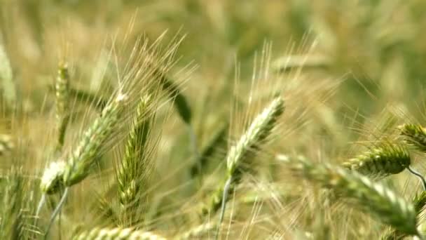 Close Green Maturing Wheat Heads Waving Back Forth Wind — Stock Video