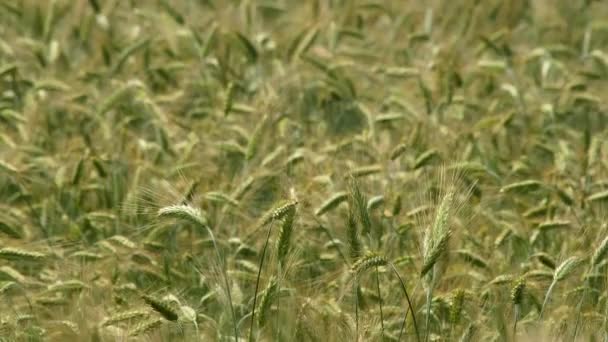 Movimiento Lento Una Brisa Ligera Golpeando Campo Lleno Vibrante Trigo — Vídeos de Stock