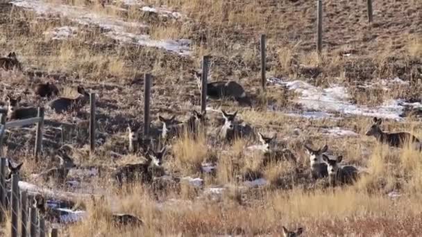 阿尔伯塔省草原地区奥德曼水库附近的骡鹿群正在躲避千诺风的侵袭 — 图库视频影像