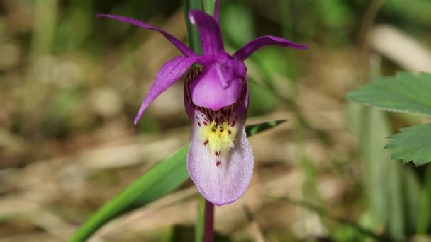 Vackra Vilda Och Sällsynta Calypso Orkidé Vildblomma Blommar Foten Regionen — Stockvideo