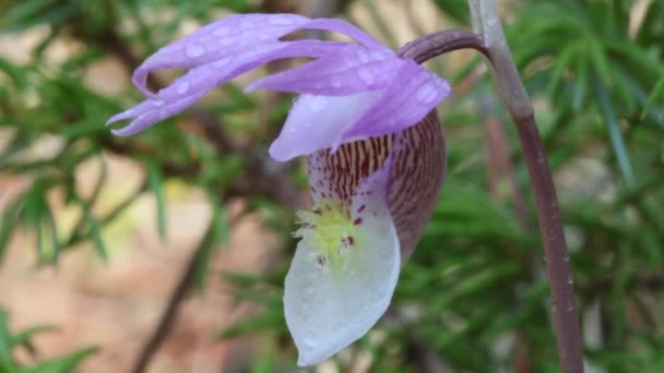 Piękna Dzika Rzadka Orchidea Calypso Kwitnąca Podgórzu Alberty Wiosną — Wideo stockowe