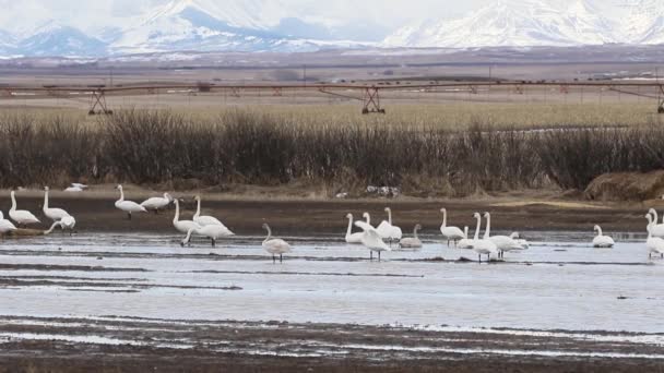 Cisnes Trompetista Que Param Durante Migração Primavera Para Descansar Alimentar — Vídeo de Stock
