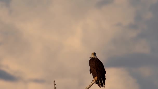 Águila Calva Posada Árbol Observando Sus Alrededores — Vídeos de Stock