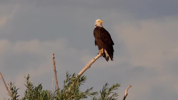 Pygargue Tête Blanche Perché Sur Arbre Observant Ses Environs — Video