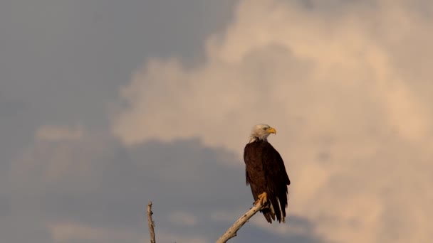 Φαλακρός Αετός Σκαρφαλωμένος Στο Δέντρο Και Παρατηρώντας Περιβάλλον Του — Αρχείο Βίντεο