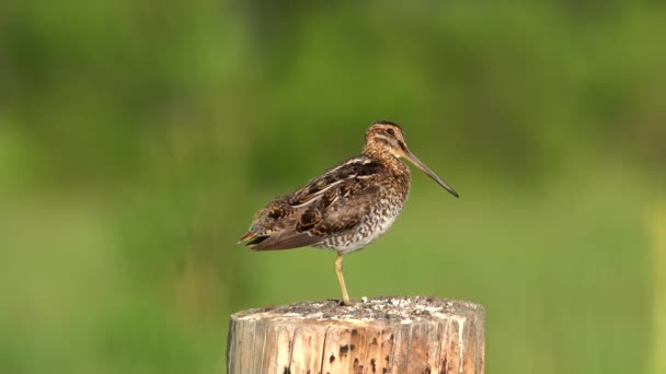 Wilson Snipe Perching Fence Observing Its Surrounding — Stock Video