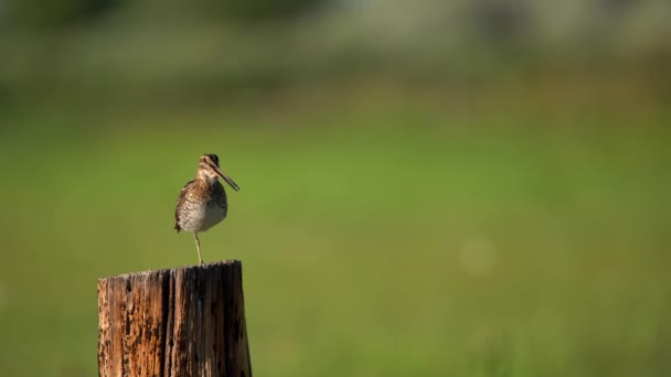 Wilson Snipe Perching Fence Observing Its Surrounding — Stock Video