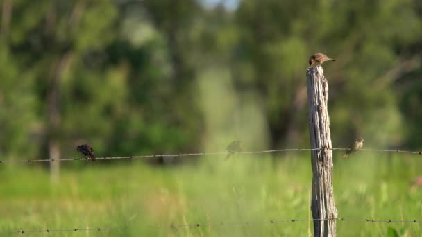 Small Birds Perching Fence Observing Surrounding — Stock Video