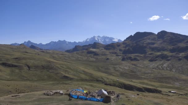 Eine Herde Lamas Und Alpakas Einem Von Bergen Umgebenen Gehege — Stockvideo