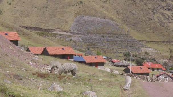 Alpagas Pâturant Autour Communauté Éloignée Quechuan Kelkanka Situé Haut Dans — Video