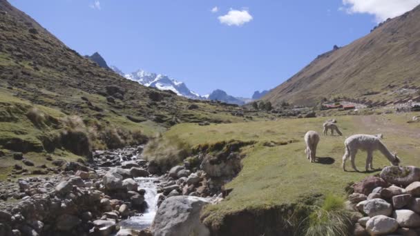 Αλπάκας Και Λάμας Που Βόσκουν Δίπλα Ποτάμι Στις Περουβιανές Άνδεις — Αρχείο Βίντεο