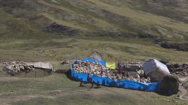 Llama Alpacas Mantenidas Corral Por Agricultores Peruanos Valle Sagrado — Vídeo de stock