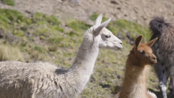 Duas Lhamas Selvagens Voltando Para Olhar Para Câmera Localizada Vale — Vídeo de Stock