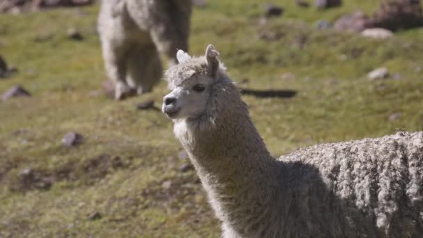 Una Alpaca Los Andes Peruanos Mirando Cámara Primer Plano — Vídeos de Stock