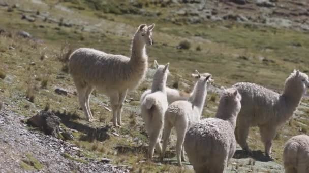 Peru Dağları Nda Bir Grup Yaban Alpaka Lama — Stok video