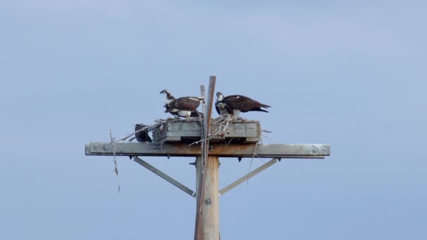 Osprey Ailesi Yuvalarında Yemek Yiyor — Stok video