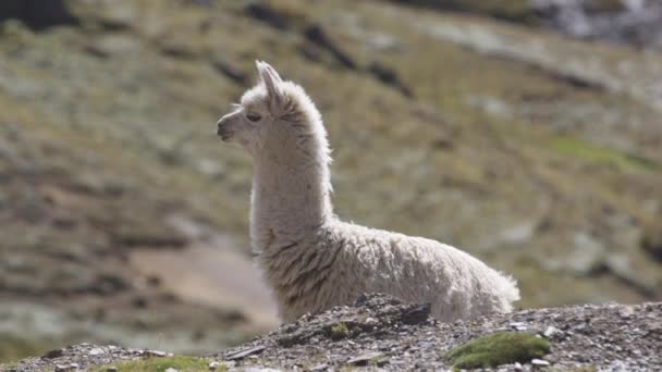 Uma Lama Sozinha Lado Uma Montanha Nos Andes Peruanos Lama — Vídeo de Stock