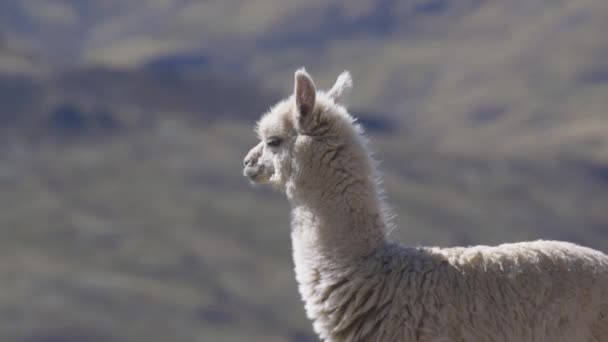 Primer Plano Una Alpaca Sola Los Andes Peruanos Cerca Alpaca — Vídeo de stock