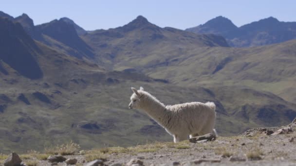 Peru Dağları Ndaki Bir Dağda Tek Başına Duran Bir Alpaka — Stok video