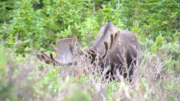 Nahaufnahme Von Elchen Die Den Wäldern Der Rocky Mountains Grasen — Stockvideo