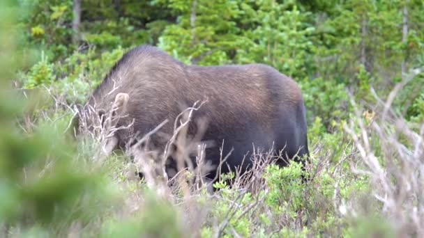 Närbild Syn Älgbete Skogarna Rocky Mountains — Stockvideo