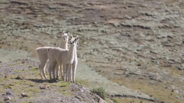 Group Llamas Standing Side Hill Walking — Stock Video