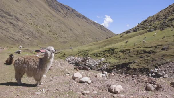 Llama Chewing Grass Slowly Turn Look Camera Standing River Green — Stock Video