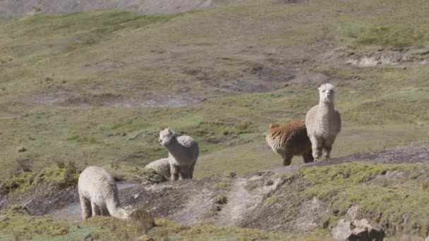 Una Manada Alpacas Llamas Pastando Una Colina Cubierta Hierba Valle — Vídeos de Stock