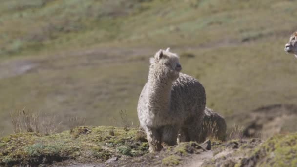 Söt Alpacka Som Ser Sig Omkring Stående Kulle Peruanska Anderna — Stockvideo