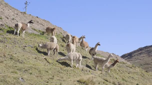 Uma Manada Lhamas Selvagens Pastoreio Uma Encosta Montanha Nos Andes — Vídeo de Stock