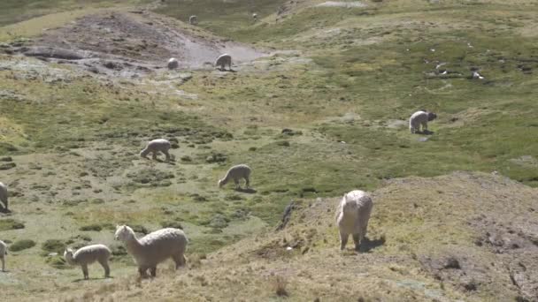 Grupo Alpacas Llamas Pastando Una Ladera Los Andes Peruanos — Vídeo de stock