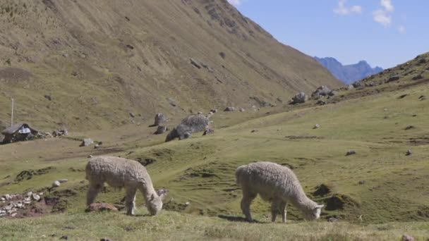 Alpaca Pascolo Sul Fianco Una Montagna Nelle Ande Peruviane Stanno — Video Stock