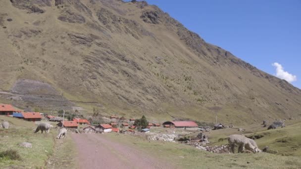 Remota Aldeia Andina Kelkanka Alpacas Pastando Redor Estrada Principal Que — Vídeo de Stock