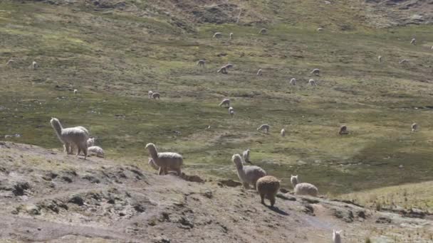 Herd Wild Alpacas Llamas Grazing Walking Mountains Peruvian Andes — Stock Video