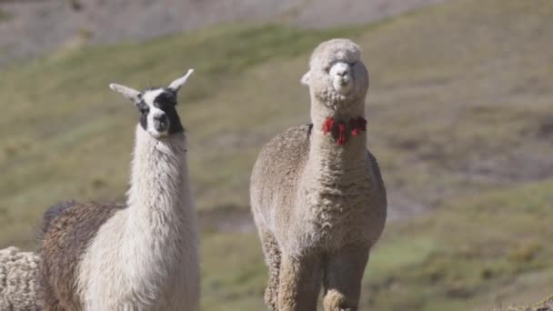 Alpaca Llama Peruvian Andes Alpaca Has Ribbon Its Neck — Stock Video