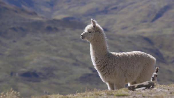 Lllama Standing Alone Top Mountain Peruvian Andes Llama Turns Look — Stock Video