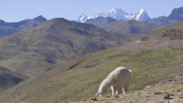 Uma Alpaca Topo Uma Montanha Nos Andes Peruanos Montanhas Cobertas — Vídeo de Stock