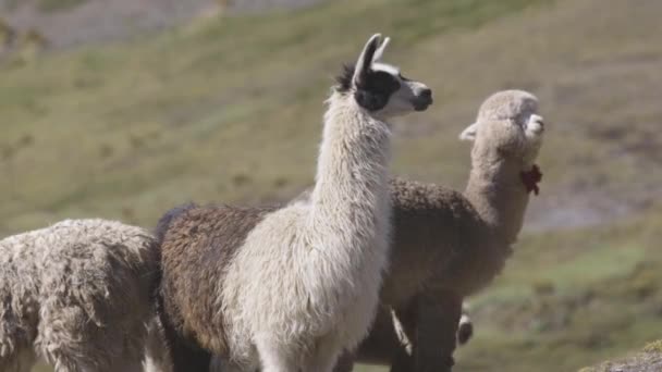 Una Llama Alpaca Caminando Hacia Cámara Mirando Hacia Abajo Lente — Vídeos de Stock