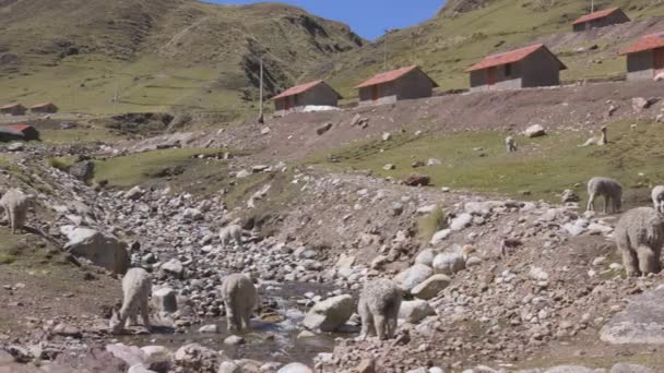 Alpakas Und Lamas Trinken Aus Einem Fluss Der Durch Die — Stockvideo