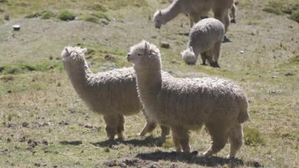 Una Mandria Alpaca Pascolo Una Collina Nelle Ande Peruviane — Video Stock